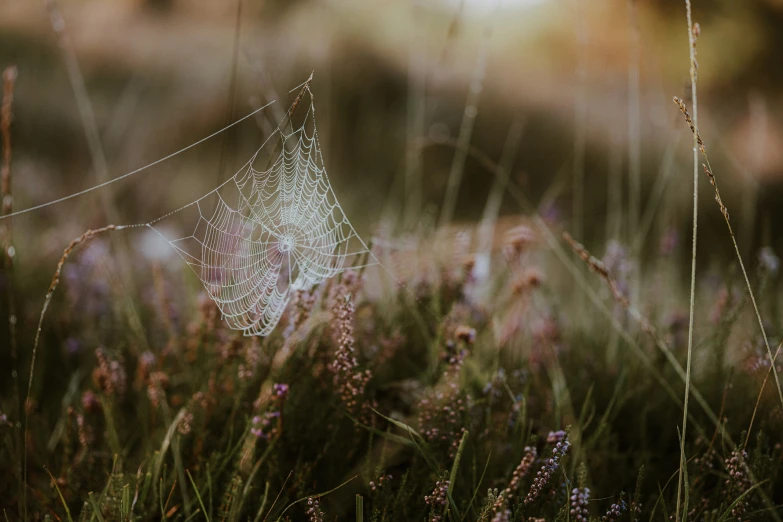 a spider web sits in the grass with some flowers around it