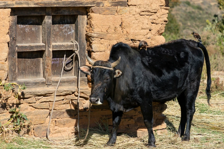 an ox standing next to a door with its bell on