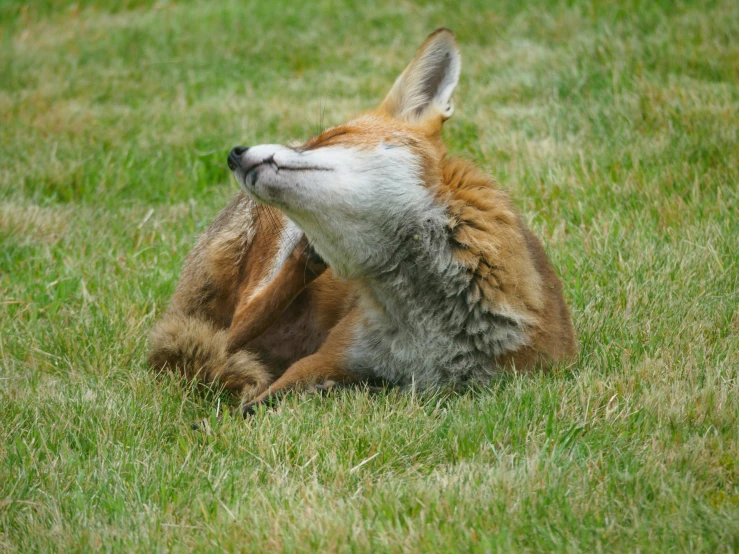 an adorable young fox laying down in the grass