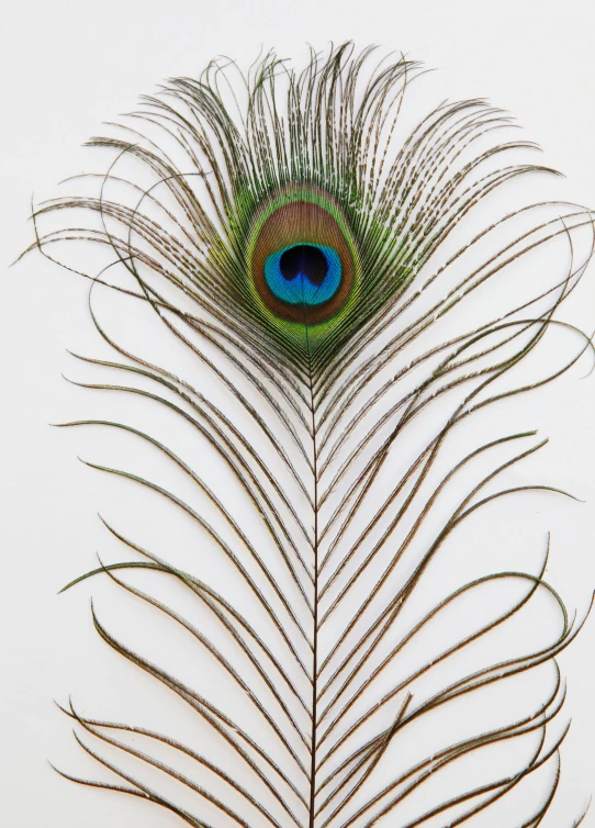 an image of a peacock feather on white