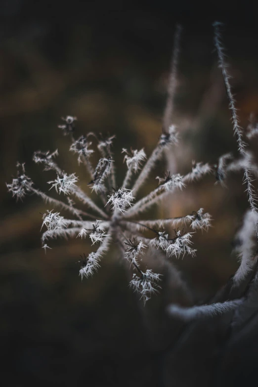 the background of a tree with some frozen nches