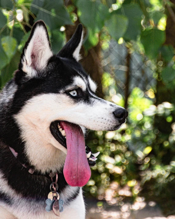 a husky dog with a tongue hanging out