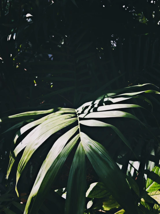 the view of leaves through the nches of a palm tree