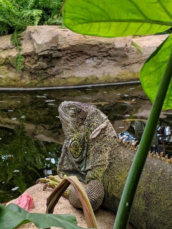 an iguana sitting in the shade on a rock