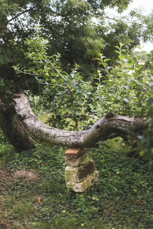 an interesting tree nch leaning over a brick wall