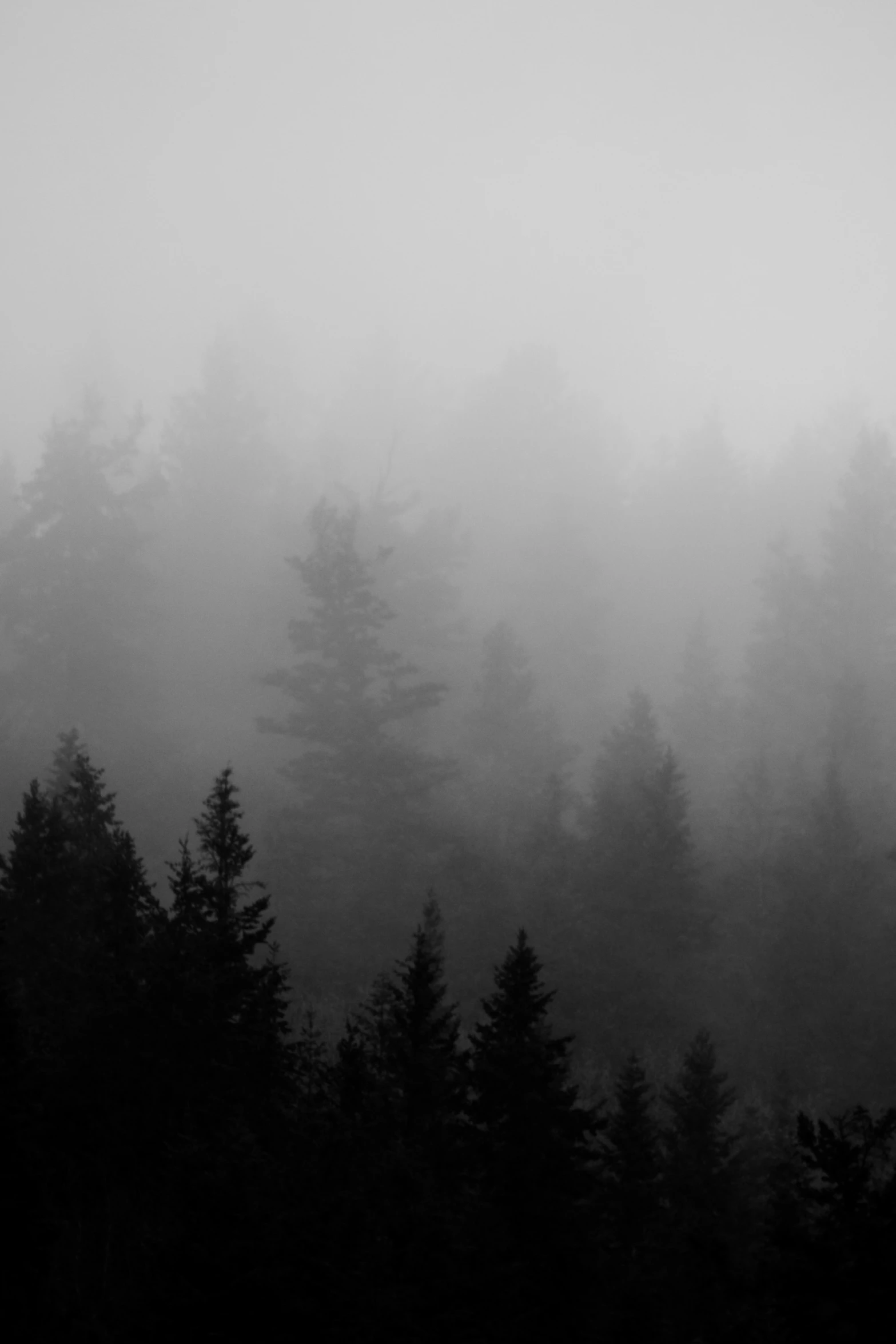 some trees are in a field on a foggy day