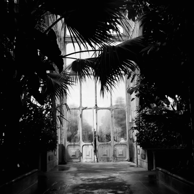 black and white pograph of a person standing in a greenhouse