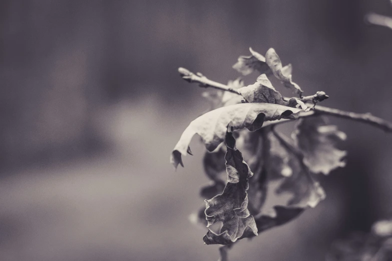 the leaves are almost gone, on the nches of this tree