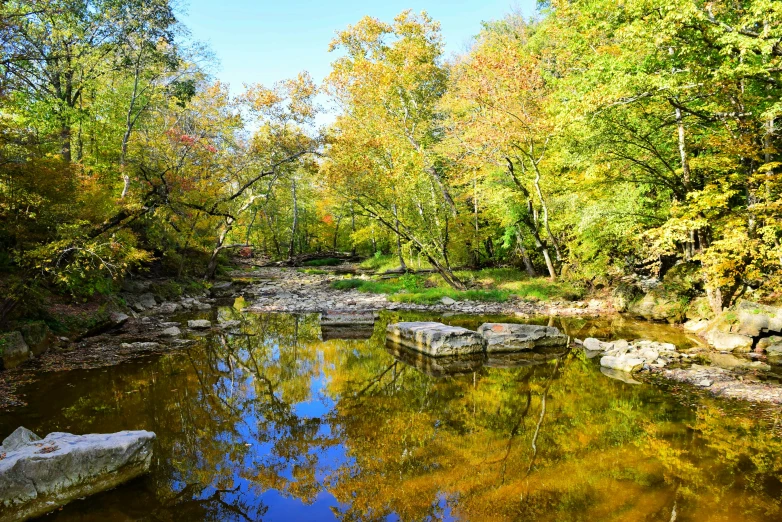 water near the trees on a bright sunny day