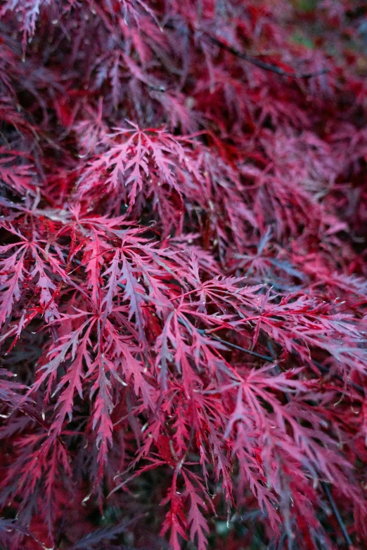 red leaves of tree, on tree top