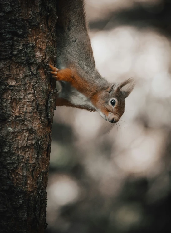 a squirrel climbing on the trunk of a tree