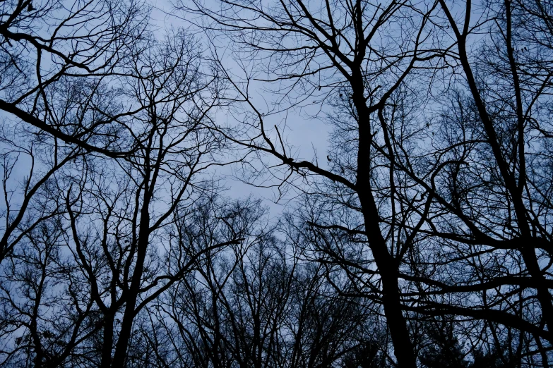 looking up at a row of tall, bare trees