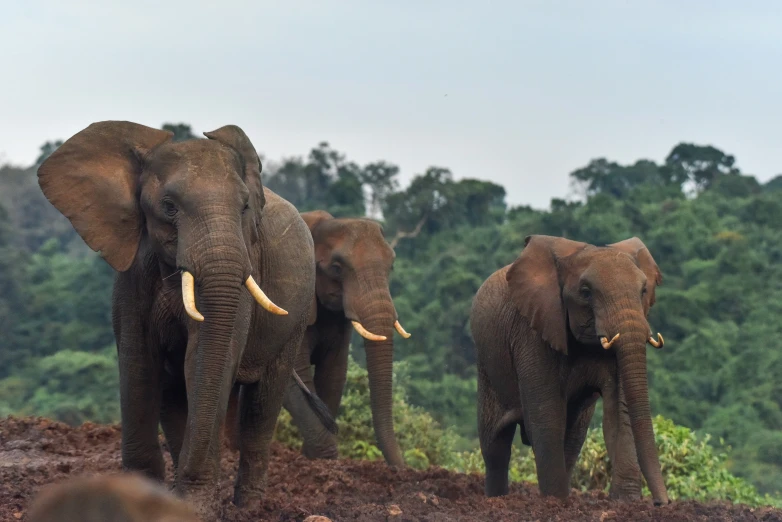 three elephants stand together, some with tusks