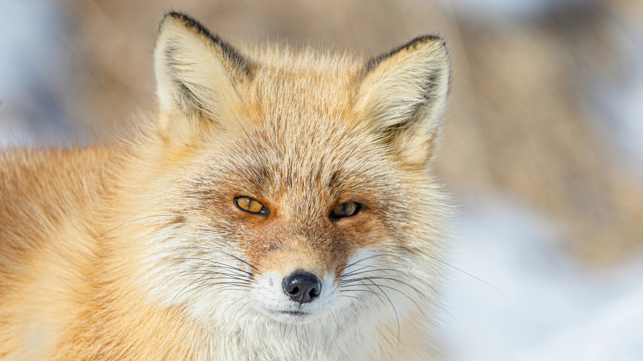 a close up of a red fox on snow