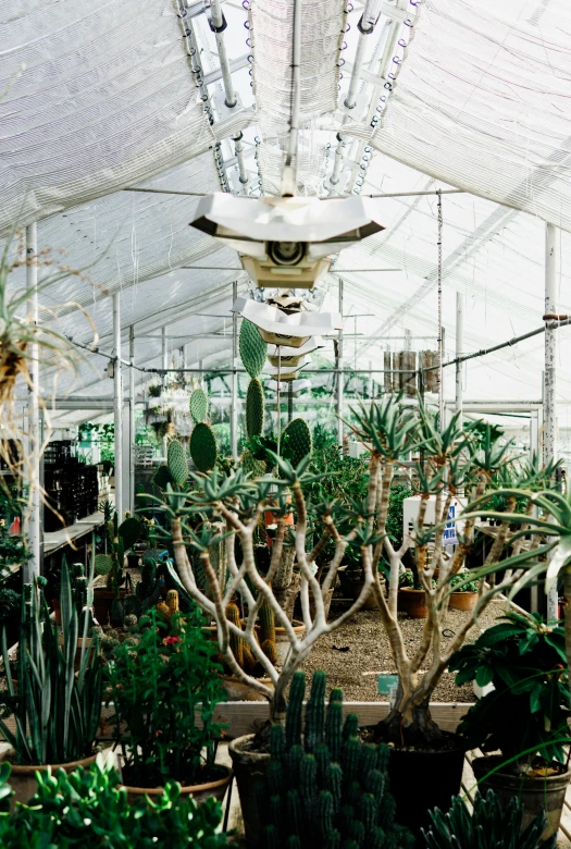 the inside of a white greenhouse is filled with plants