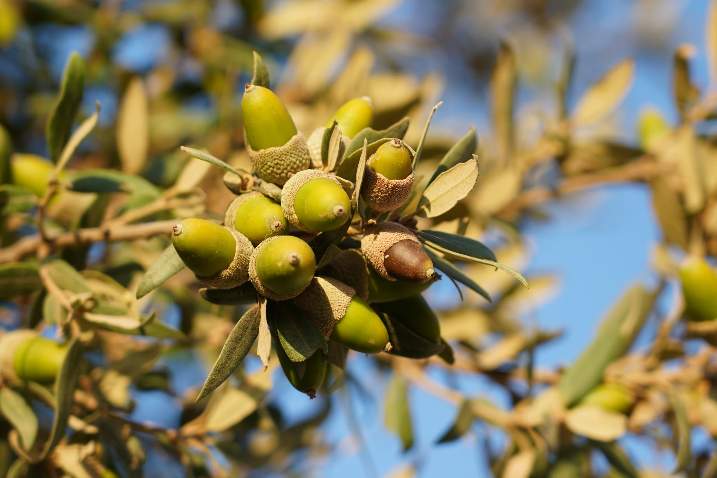 a bush filled with fruits and green leaves