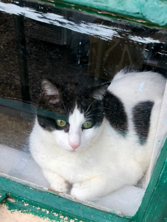 a cat sits on the windowsill of an empty window