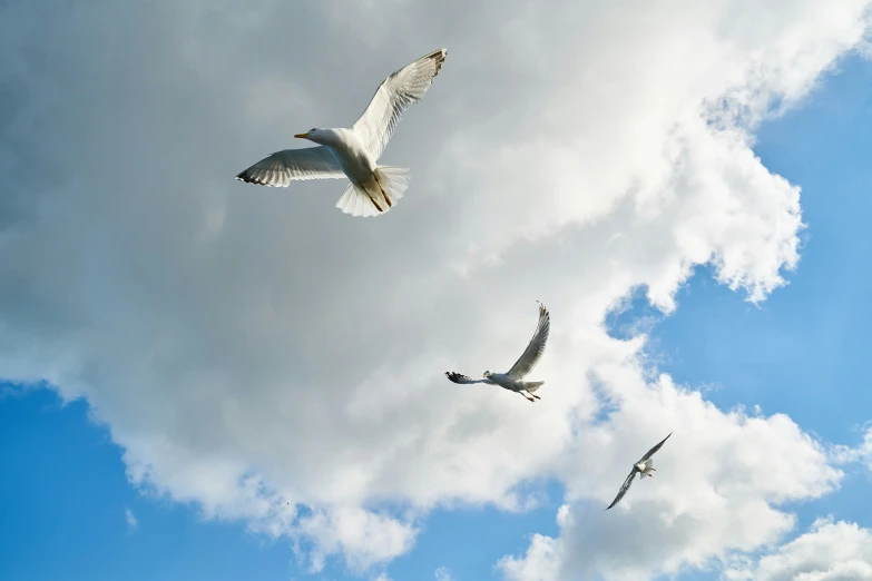 a bunch of birds flying through the sky