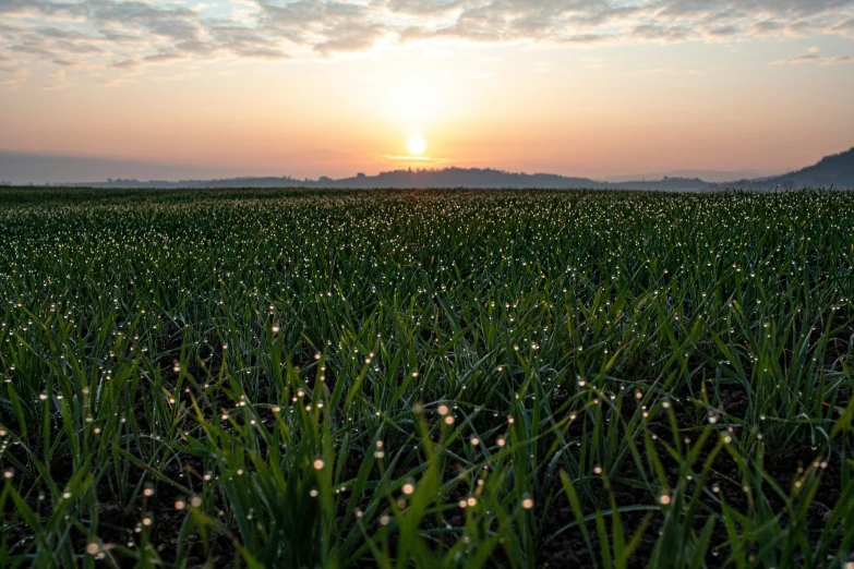 the sun rises over a field with flowers in bloom