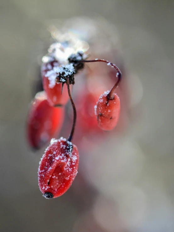 berries with snow in the middle of them