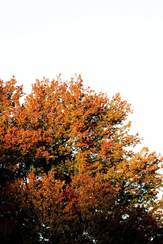 red leaves in a leaf filled tree against a white sky