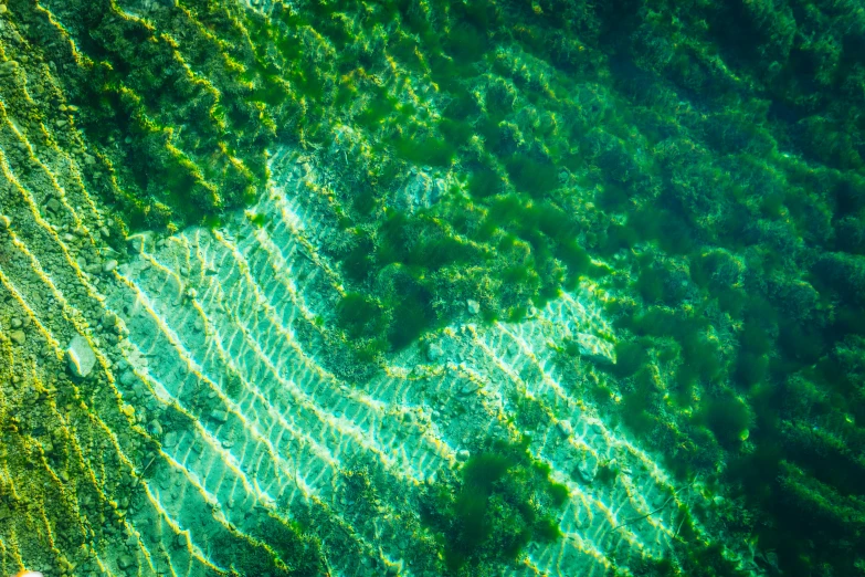 green trees are seen from above, with a bird's eye view