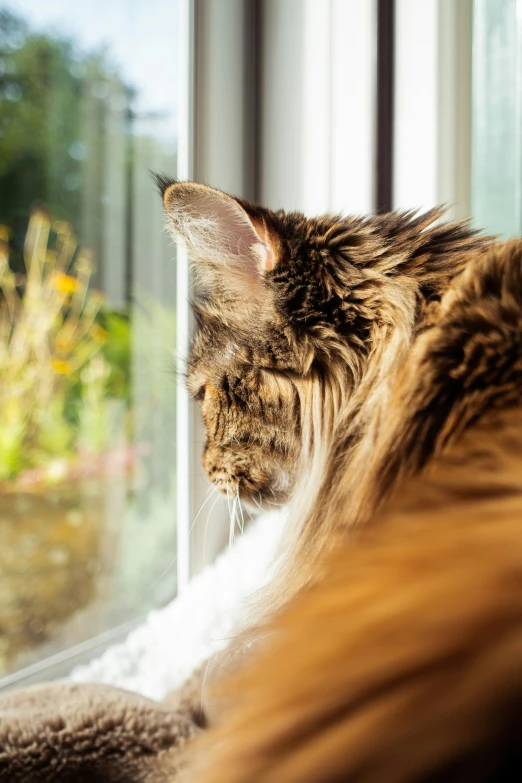 a close up of a cat near a window