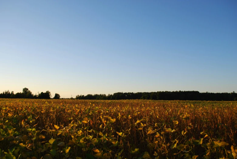 a large field is dotted by lush grass