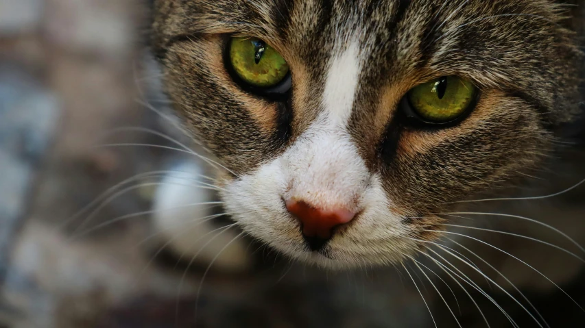 a close - up po of the face of a tabby cat