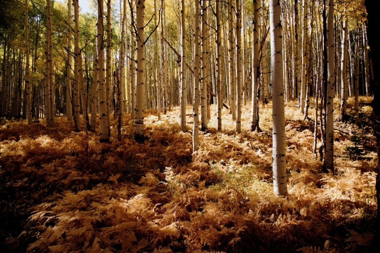 some trees and brush with no leaves on the ground