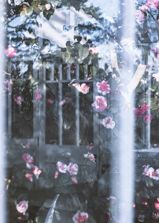 a window with a view of flowers and trees