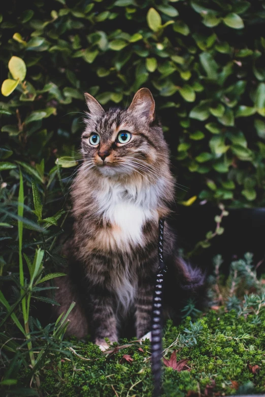 a cat sitting outside looking up to a camera