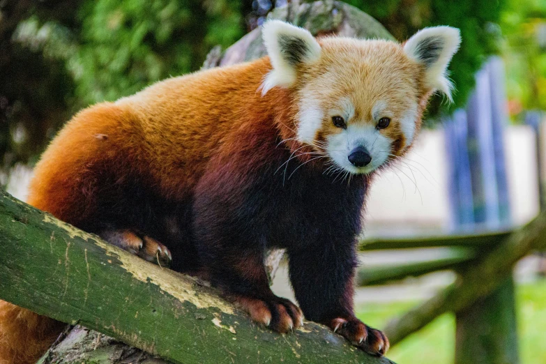 the red panda bear is standing on a tree limb