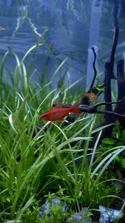 a fish that is standing in some grass