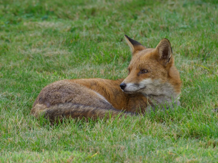 a fox laying in some grass and looking at the camera
