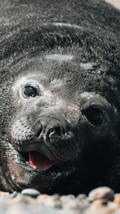 an adorable seal smiling next to a rock
