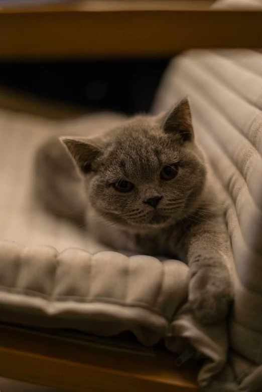 a cat sits on the top of a white bed