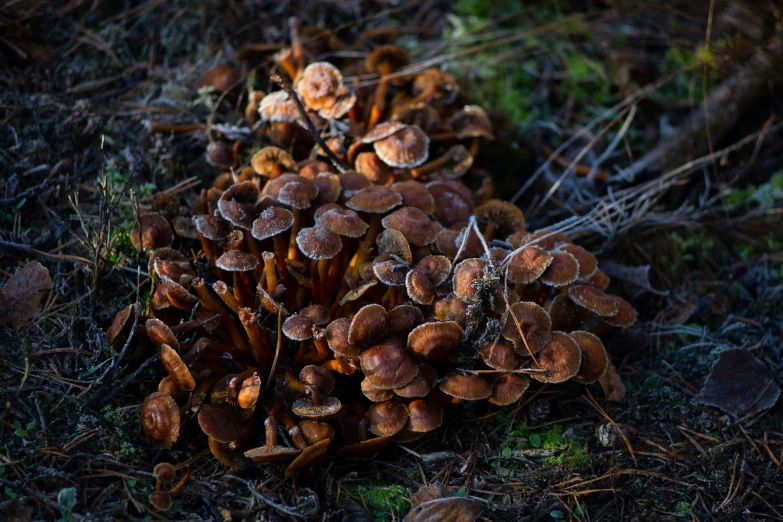 the fungus is growing up on the ground