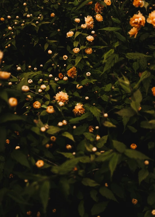 a field full of white flowers in the night