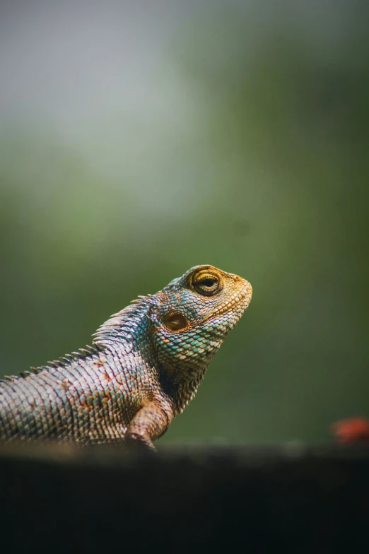 an animal with long arms that looks like a lizard