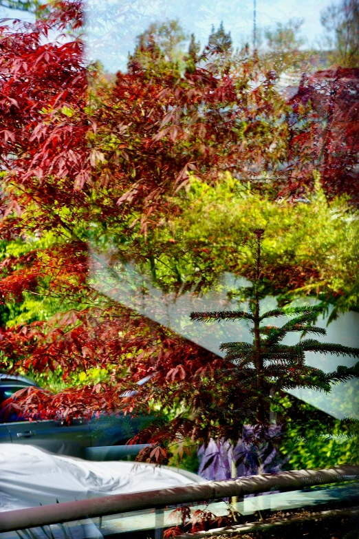 trees in autumn outside a house window