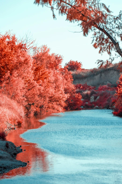 a large body of water surrounded by trees