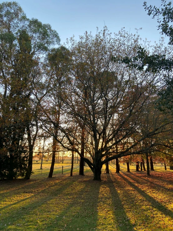 trees and grass in an empty field in the sun