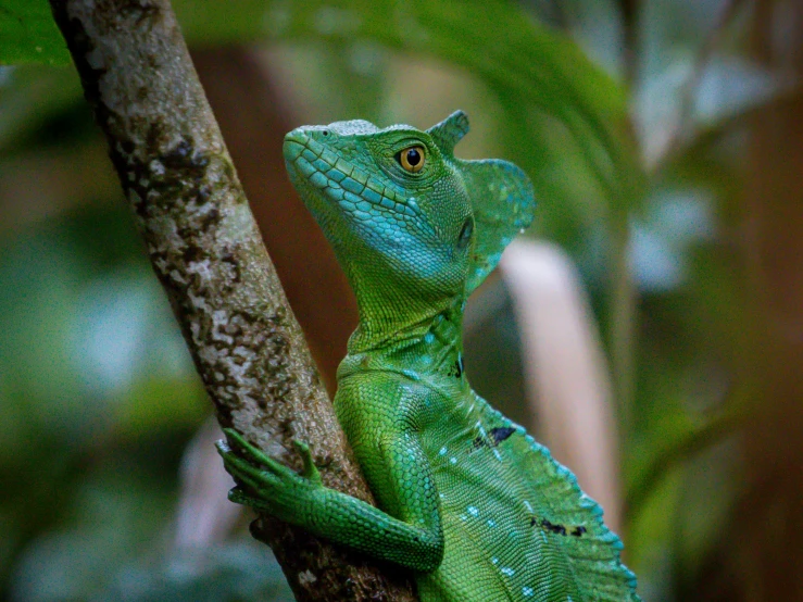 a green lizard sits on the nch of a tree