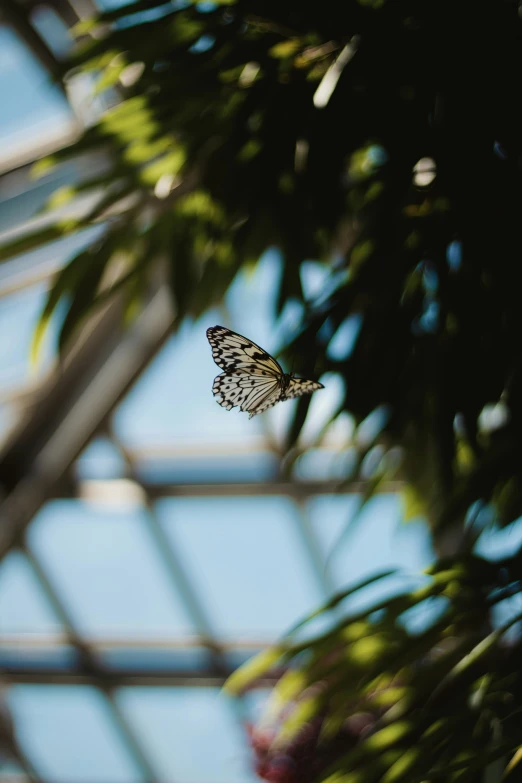 a very pretty erfly flying around some plants