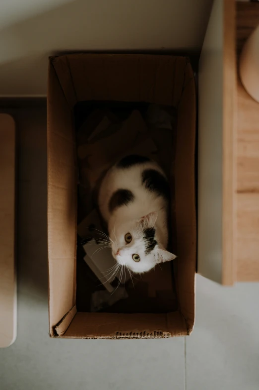 cat laying in a box next to wooden furniture