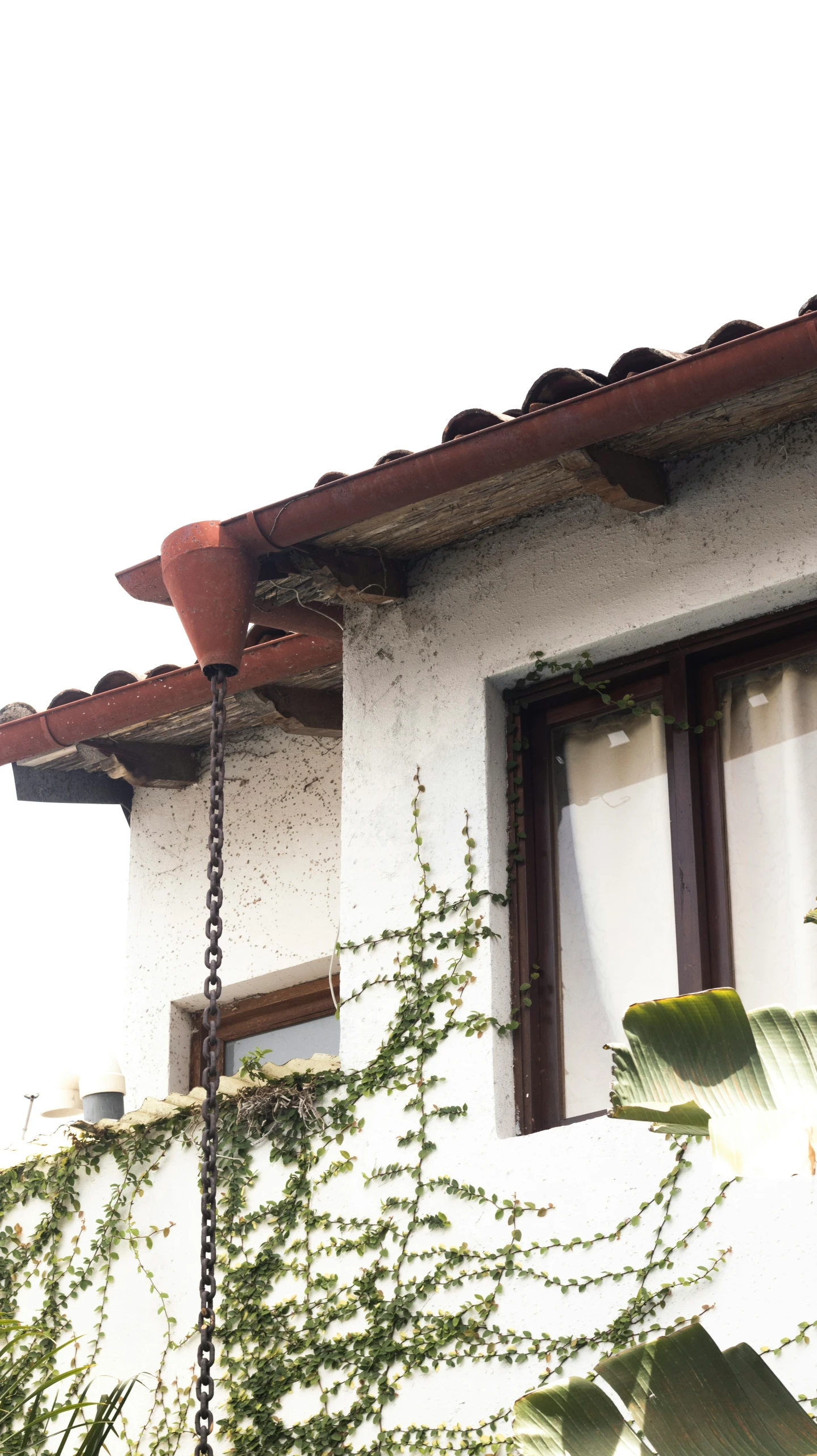 a tall potted plant is next to the window of a house