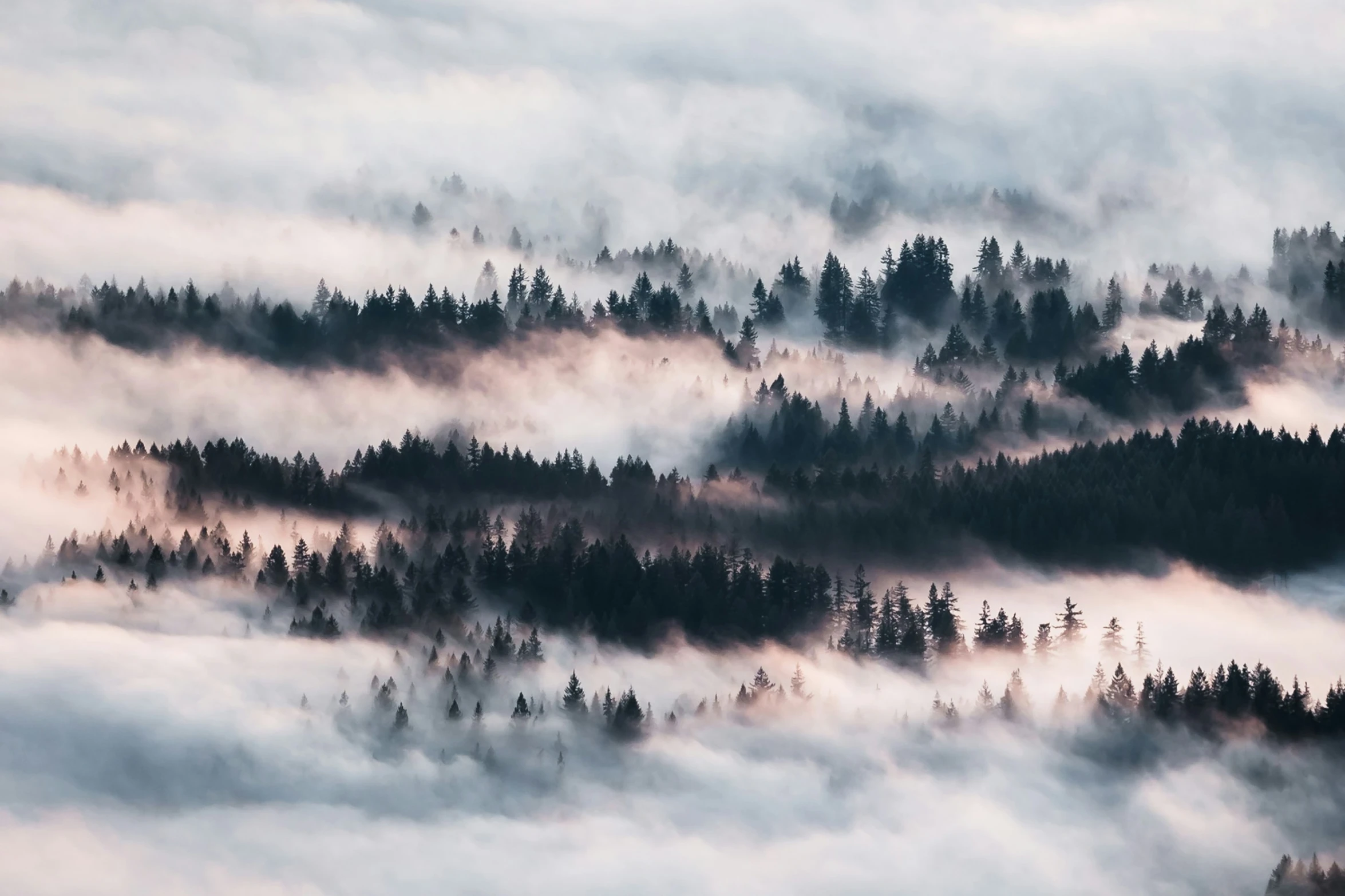 some fogs are coming over a forested mountain