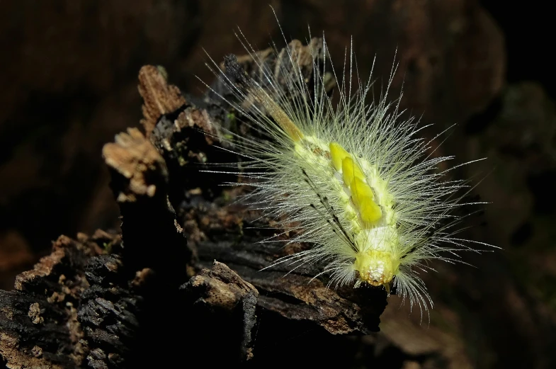 the caterpillar is sitting on the nch of a tree