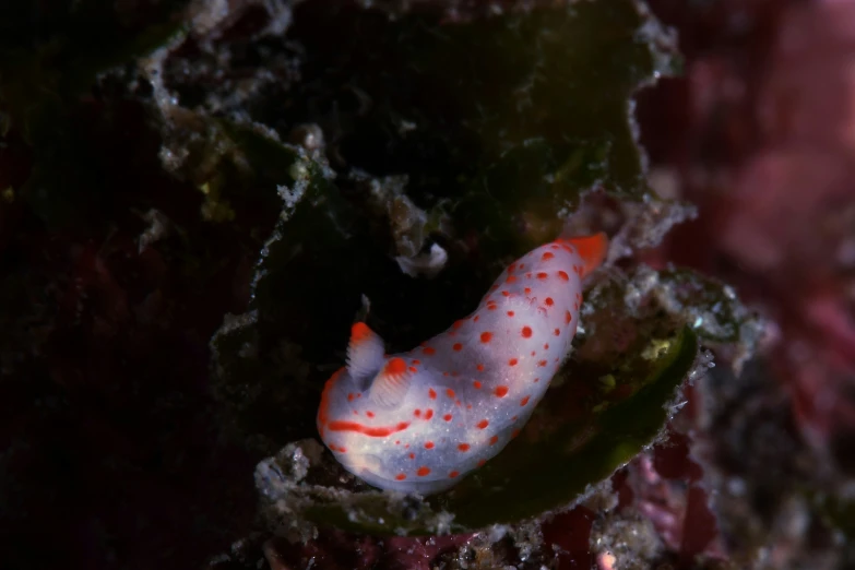 an orange and white sea slug laying on a rock